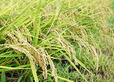 営農部会推奨 クリーン米