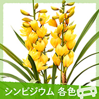 シンビジウム
