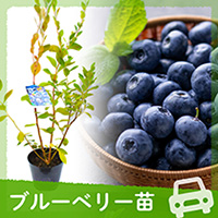 ブルーベリー苗